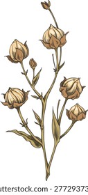 Flax dry seeds on branch sketch. Organic superfood foliage. Condiment or seasoning grains, seeds brown plant. Linen botanical hand drawn vector illustration. Essential herb, medicinal plant
