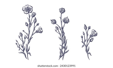 Flax flower, linen seed sketch. Hand drawn isolate. Botanical detailed collection for vintage design organic cosmetic, medicine