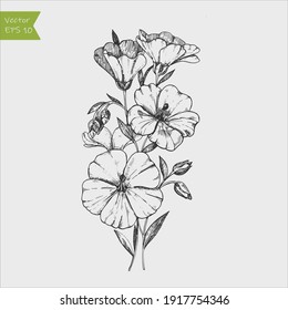 Flax flower and seed vector superfood drawing. Isolated hand drawn illustration on white background.