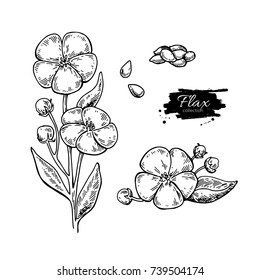 Flax flower and seed vector superfood drawing set. Isolated hand drawn  illustration on white background. Organic healthy food. Great for banner, poster, label