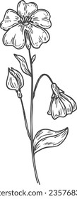 Flax flower sketch. Herb drawing. Botanical illustration