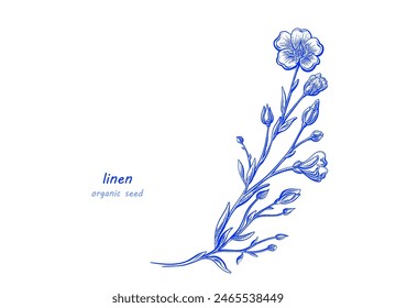 Flax flower template. Vector hand drawn graphic illustration. Floral meadow. Botanical detailed vintage plant for food design, organic cosmetic, oil packaging, medicine