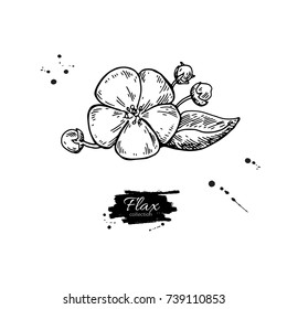 Flax flower vector superfood drawing. Isolated hand drawn  illustration on white background. Organic healthy food. Great for banner, poster, label