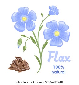 Flax flowers and seeds isolated on white background. Vector illustration in cartoon simple flat style.