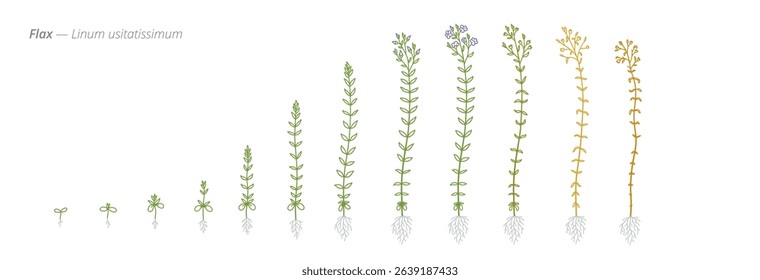 Flax Growth Stages Vector Illustration - Linum usitatissimum Development Cycle