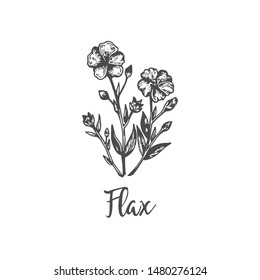 Flax hand drawn outline vector illustration. Vintage floral sketch Botanical handdrawn design Linen flower Medical hebs collection