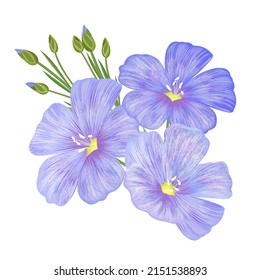 Flax (linseed), hand drawn vector illustration.