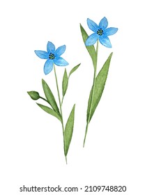 Flax Linum blue flax flower watercolor. Set of individual elements. Isolated, white background. Watercolor vector illustration. Vector illustration