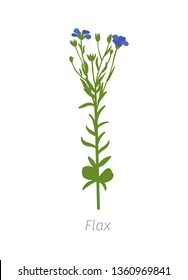 Flax Linum usitatissimum. Agriculture cultivated Linum plant. Green leaves. Flat color Illustration clipart on white background.