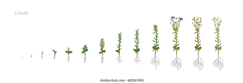 Flax Linum usitatissimum Growth stages vector illustration