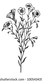 Linho ou Linum usitatissimum, vintage ilustração gravada. Dicionário de Palavras e Coisas - Larive e Fleury - 1895