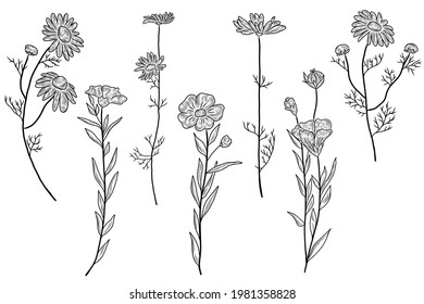 Flax plant and chamomile in the hand drawn collection