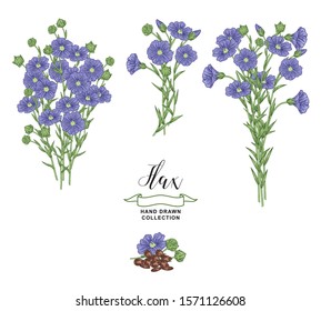 Flax plant collection. Colorful flowers, branches and seed of flax isolated on white background. Vector illustration botanical. Vintage engraving style.