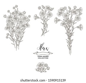 Flax plant collection. Hand drawn flowers, branches and seeds of flax isolated on white background. Vector illustration botanical. Vintage engraving style.