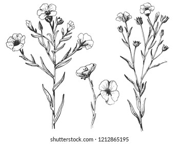 Flax plant and flower. Botany Set.  Vintage flowers. Black and white illustration in the style of engravings. retro. Botanical flowers. Herbal  Herbarium. 