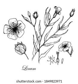 Flax plant and flower. Botany Set. Vintage flowers. Black and white illustration in the style of engravings. Botanical flowers.