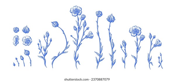 Flax plant and flower. Linen seeds. Botanical texture collection. Vintage flowers. Detailed sketch for organic cosmetic, medicine, beauty store