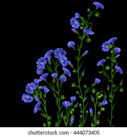 Flax plant, flowering flax, decoration of a bouquet of blooming flax