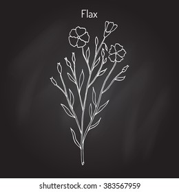 Flax plant with flowers. Hand drawn botanical vector illustration