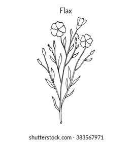Flax plant with flowers. Hand drawn botanical vector illustration