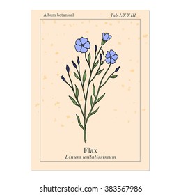 Flax plant with flowers. Hand drawn botanical vector illustration