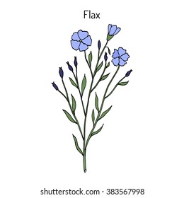 Flax plant with flowers. Hand drawn botanical vector illustration