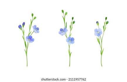 Flax plant set. Floral design element for greeting card, wedding invitation. Organic healthy product vector illustration