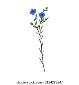 Flax plant, wild field flower isolated on white, botanical hand drawn sketch vector colorful illustration medicinal plant Linen branch for design package organic cosmetic, medicine, greeting card