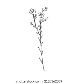 Flax plant, wild field flower isolated on white, botanical hand drawn sketch vector doodle line art illustration, art for design package organic cosmetic, natural medicine, greeting card, vegan food