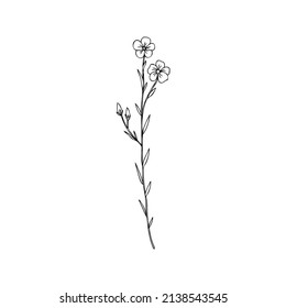 Flax plant, wild field flower isolated on white, botanical hand drawn sketch vector doodle line art illustration, art for design package organic cosmetic, natural medicine, greeting card, vegan food