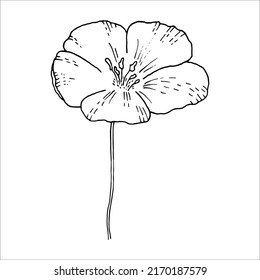 Flax plant, wild field flower isolated on white, botanical hand drawn sketch vector doodle illustration, line art for design package organic cosmetic, natural medicine, greeting card, vegan food