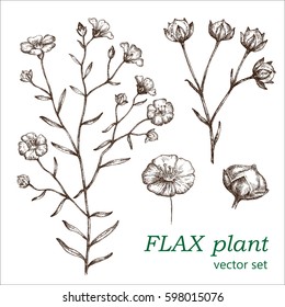 Flax set.  Botanical Illustration. Medicinal plants.  The drawing hands.