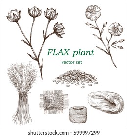 Flax set.  Botanical Illustration. Medicinal plants.  The drawing hands.