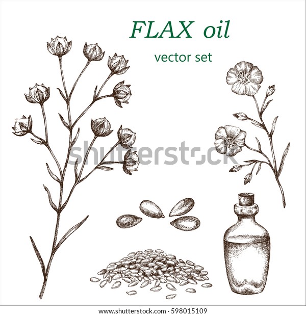 フラックスセット 植物イラスト 薬草 絵が手になる のベクター画像素材 ロイヤリティフリー