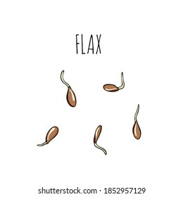 Flax set of growing seeds - vector illustration. Microgreens in the style of sketch and hand drawing. Healthy and wholesome vegan food for restaurants, cafes and kitchens