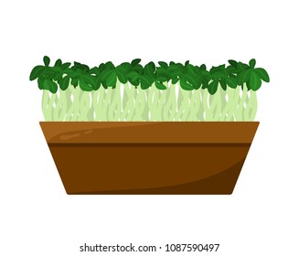 Flax sprouts potted in brown container, color card, vector illustration isolated on white backdrop, green salad roots, lot of leaves, seedlings set