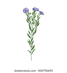 Flax Wild Flower Hand Drawn Detailed Illustration