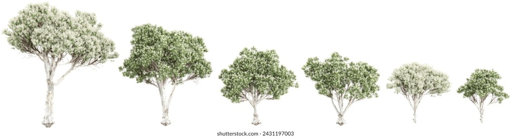 Flax-leaved paperbark trees cutout backgrounds 3d rendering png