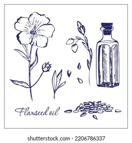 Flaxseed oil. Hand-drawn illustration. Bottle of flaxseed oil, flax flower and flax seeds. Suitable for tags, labels, illustration for articles, botanic books, food books.