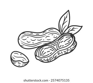 Flaxseed oil. Peanut sketch. Natural food. Nut ingredient. Line diet groundnut. Nutshell and leaf. Healthy vegan protein. Organic seed. Nutrition product. Vector vegetarian snack monochrome drawing