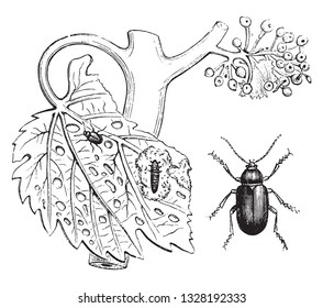 Flea beetle luisette, vintage engraved illustration. From Zoology Elements from Paul Gervais.
