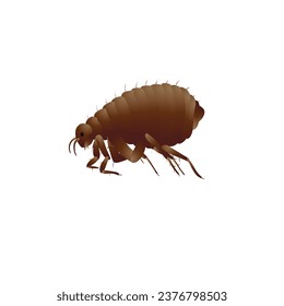 flea. Cat fleas, dog fleas. insects or pests that lead a parasitic lifestyle, always associated with a particular host. vector