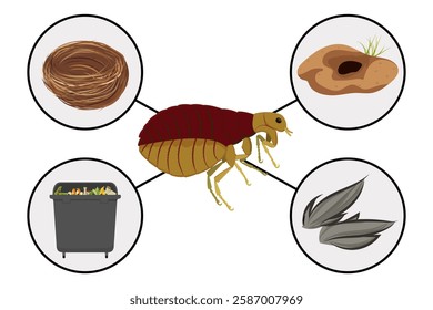 Flea habitats including bird nests, animal burrows, garbage and animal hair