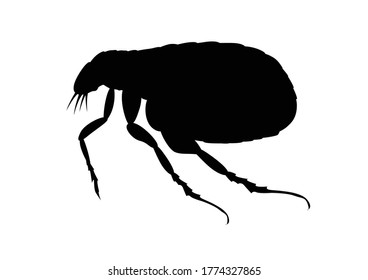 icono de pulga en fondo blanco / vector