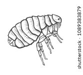 Flea insect parasite engraving vector illustration. Scratch board style imitation. Black and white hand drawn image.