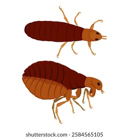 Flea insect pest parasite in top and side positions