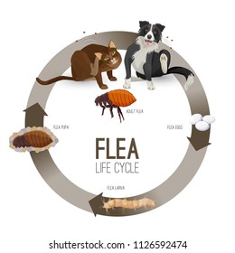 Flea life cycle circle with headlines vector illustration