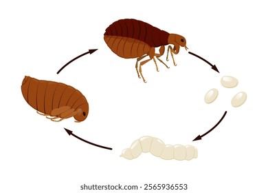 Flea life cycle from egg to larva to pupa to adult