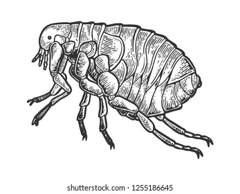 Flea Louse Insect Engraving Vector Illustration Stock Vector (Royalty ...