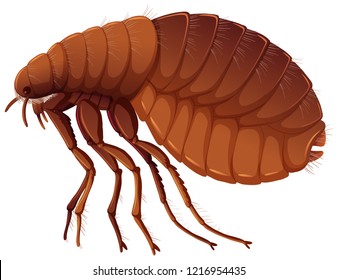 Flea On White Background Illustration